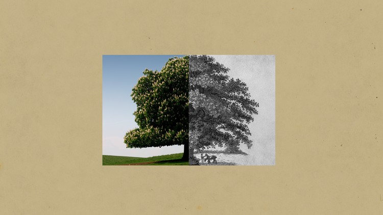 America Lost Its One Perfect Tree - The Atlantic