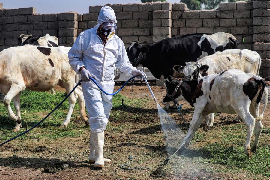 A person in protective gear sprays a mist near several cows.