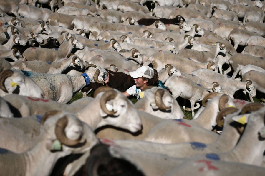 A person kneels down in a large flock of sheep.