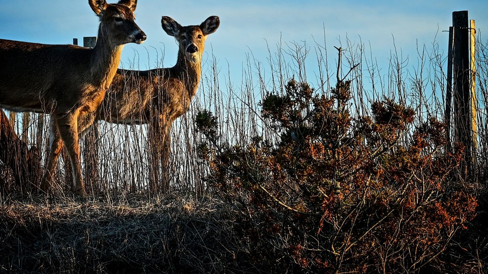 Two deer stand before a bush.