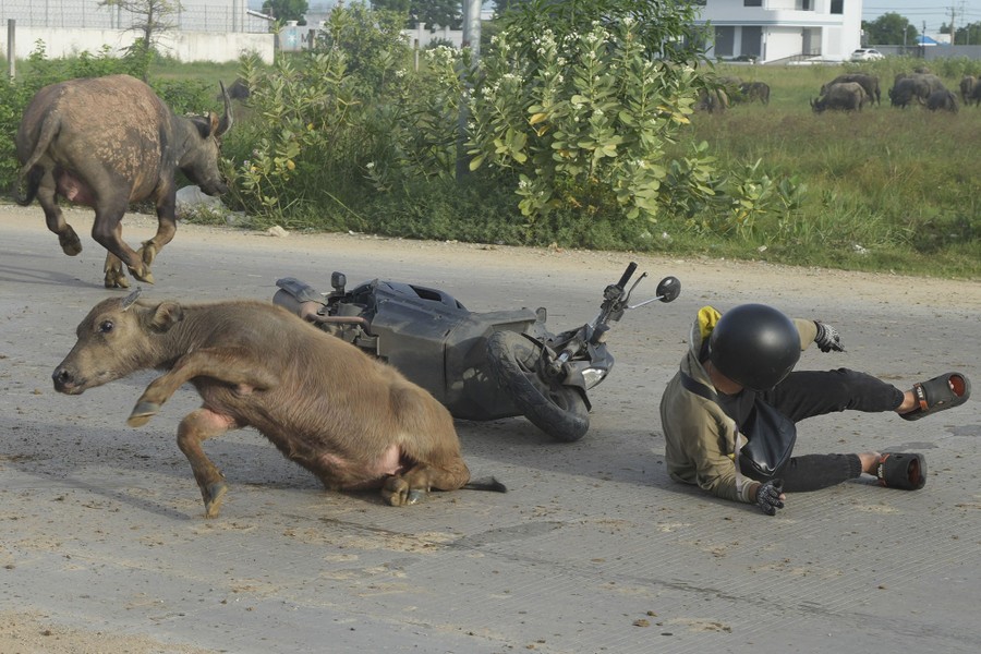 A man falls from his motorcycle after hitting a water buffalo, as the small buffalo tries to stand as well.