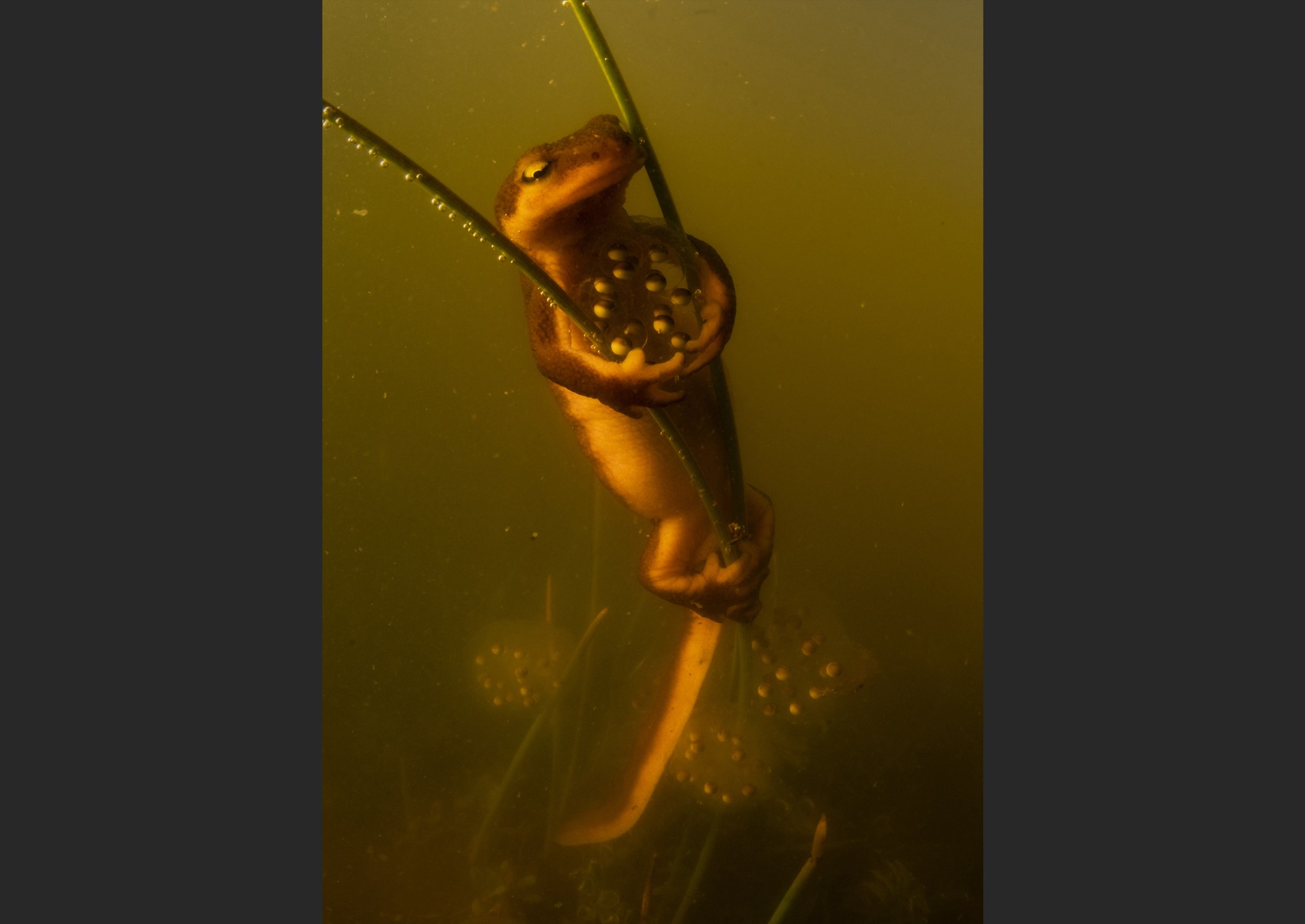 A newt grasps a clutch of eggs that are attached to plant stalks underwater.
