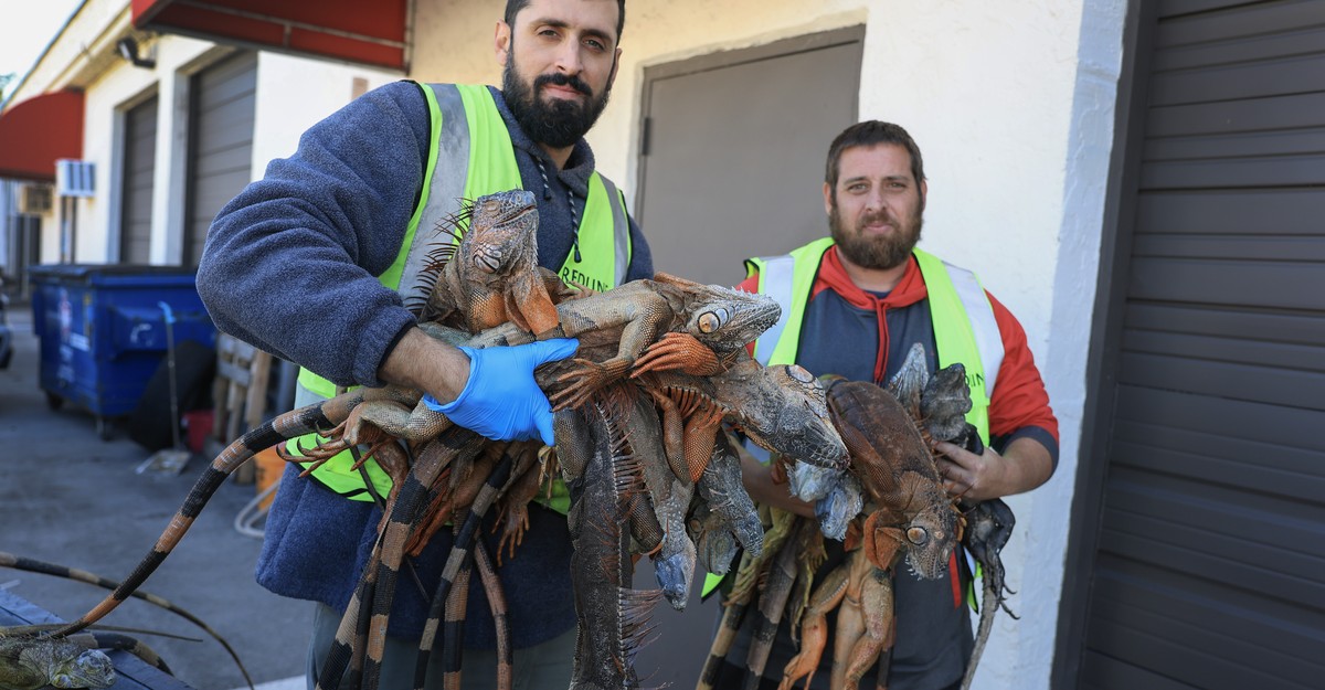 It’s So Cold in Florida Iguanas Are Falling Out of Trees