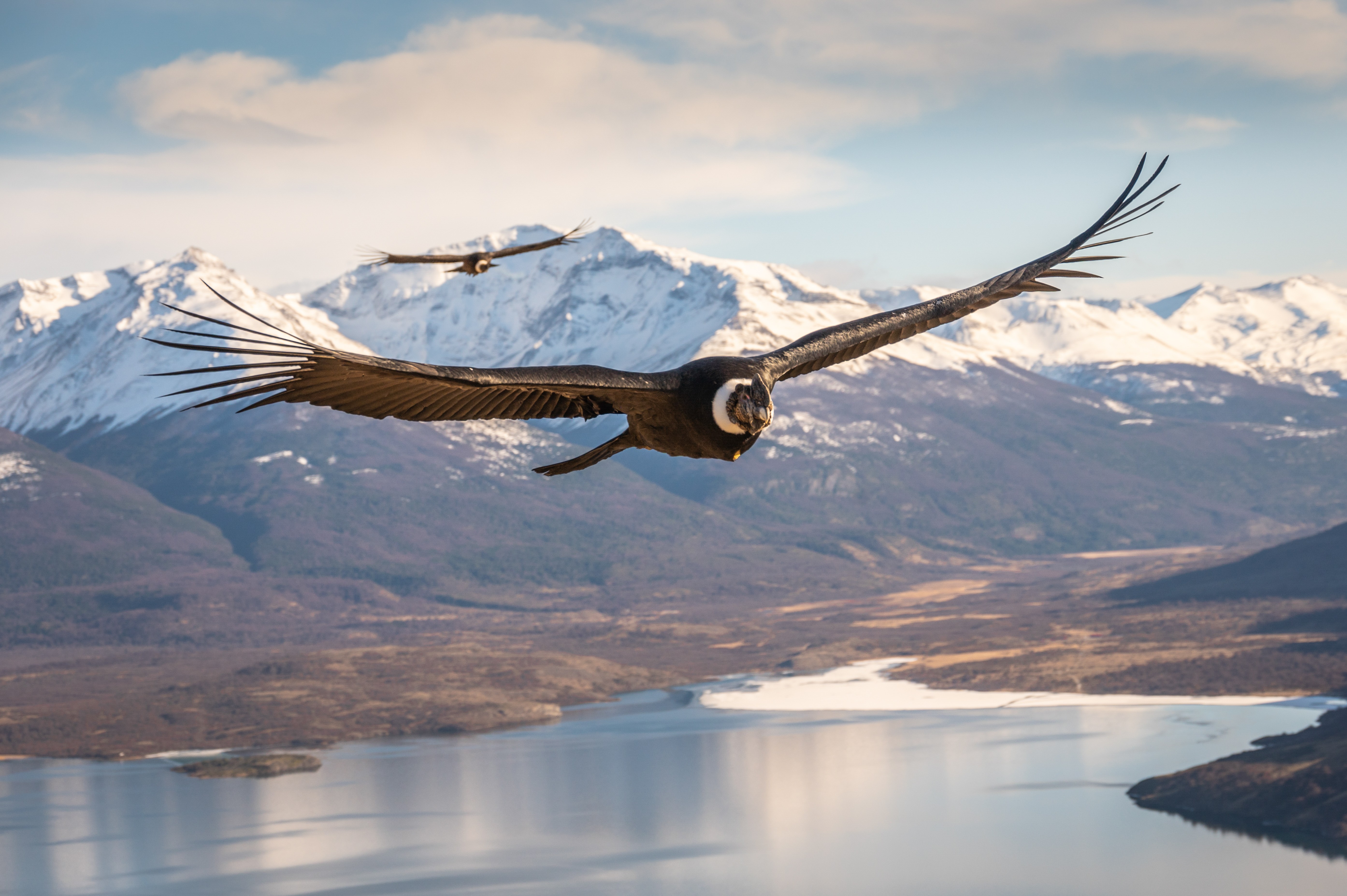 A pair of condors soar above a mountain lake.