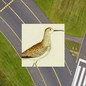 an illustration of an upland sandpiper, a lanky, brown-spotted bird, overlaid on an aerial image of an airport runway with green lawn on both sides