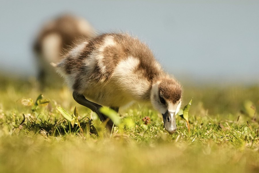 Two fuzzy goslings forage in grass.