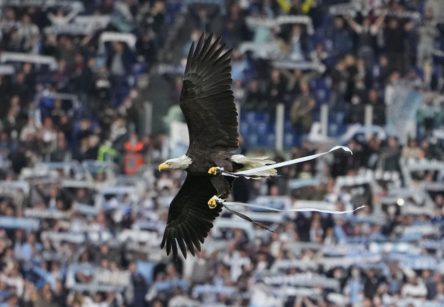An eagle with ribbons on its legs flies in a crowded stadium.