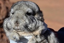 One of 25 endangered short-tailed chinchillas being relocated from the site of the mining project