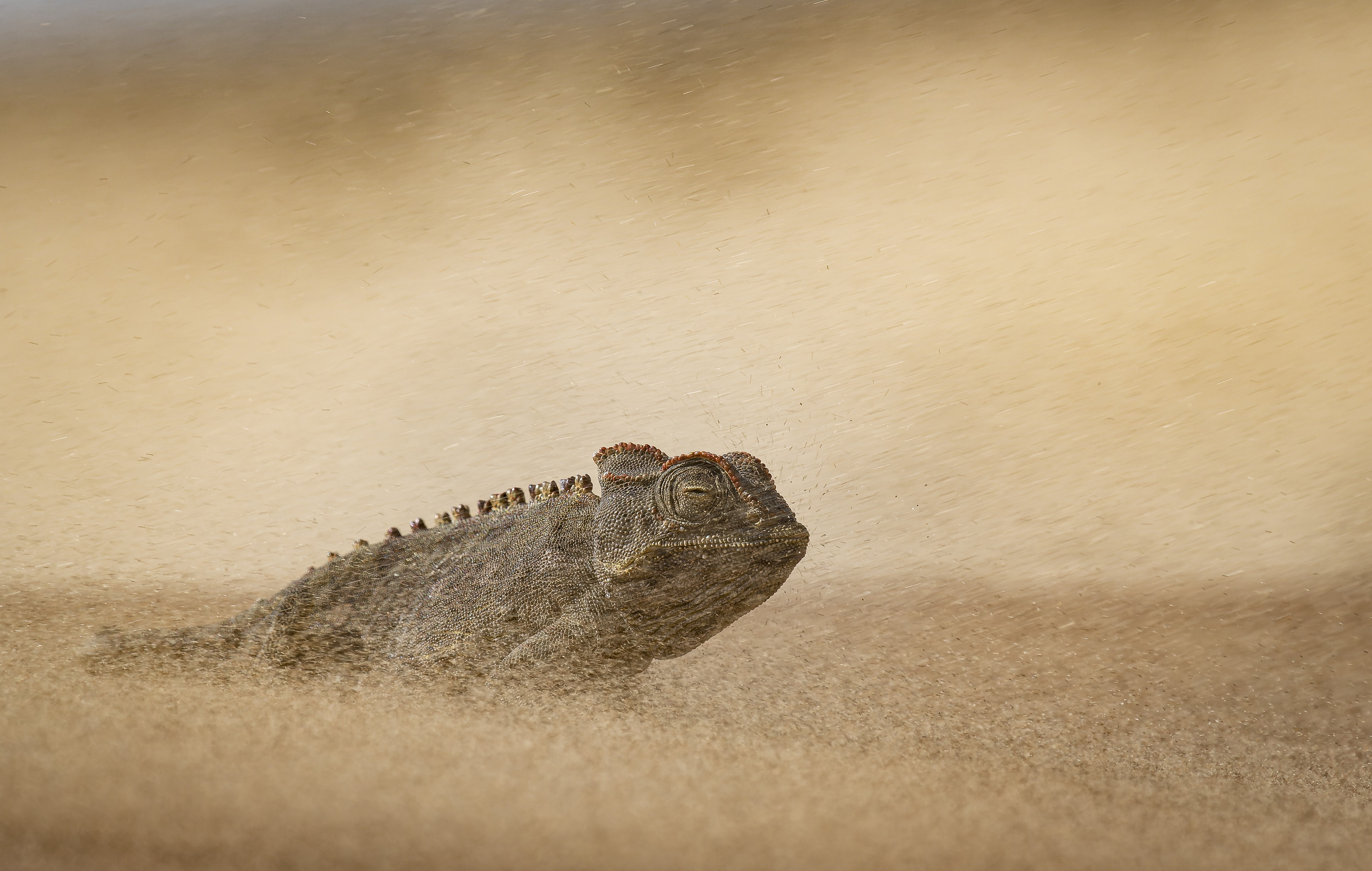 A chameleon in a sandstorm, being pelted by flying sand grains.