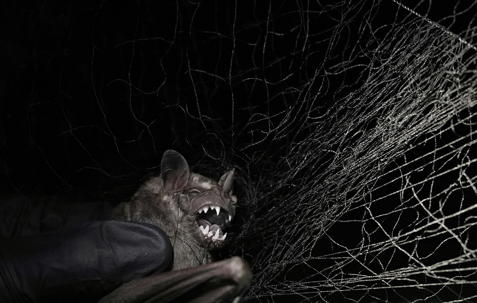 An angry bat, caught in a net.