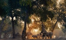 An elephant in a herd reaches for a tree branch.
