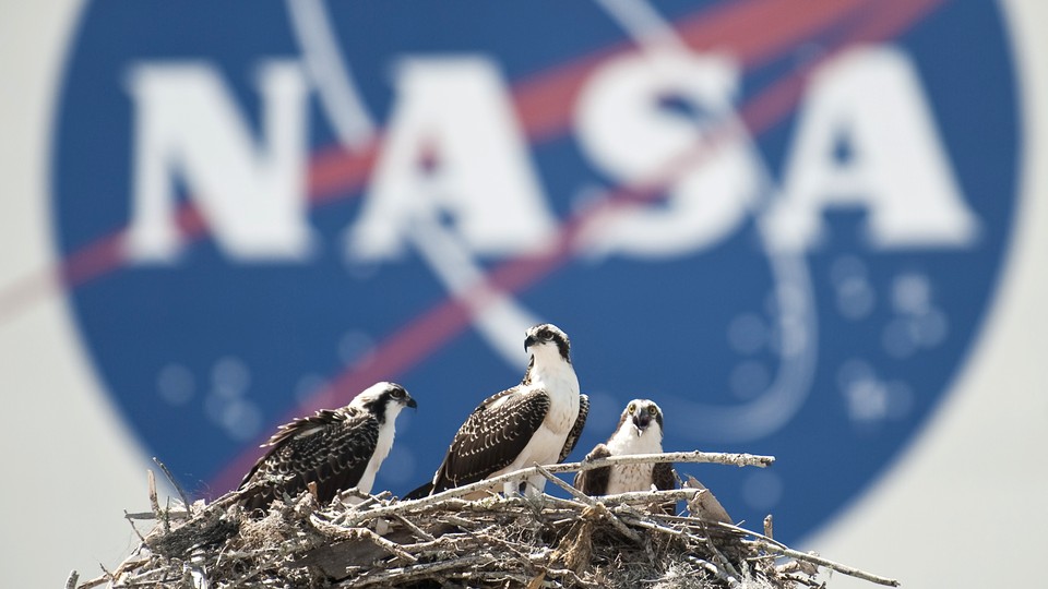 Ospreys in a nest in front of a NASA logo