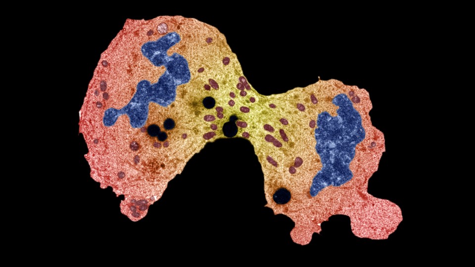 A pink-stained cell dividing in two with its DNA stained blue