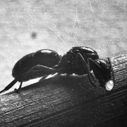 A queen ant