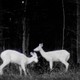 A slightly pixelated black and white photo of two deer in the woods