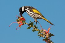 A white-cheeked honeyeater feeding on pink Grevillea flowers