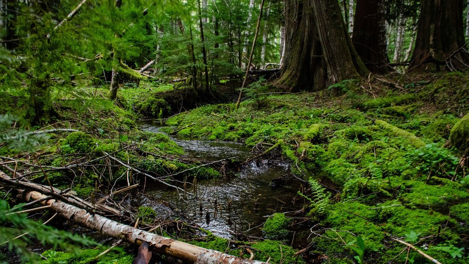 A river flowing through a marshy forest