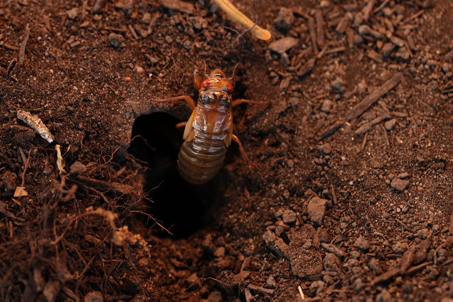 A cicada crawls out of a hole in the ground.