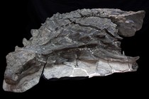 The front half of a fossil of <i>Borealopelta</i>, an ankylosaur, with skin and soft tissue preserved along with the bones