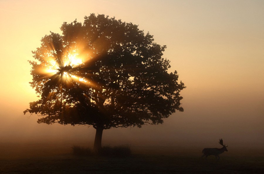 A stag in early-morning fog, beneath a tree with sunlight shining through its leaves