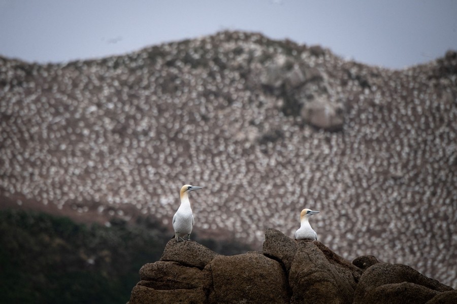 A pair of gannets perch on rocks, with thousands of nesting birds seen on the hillside beyond.