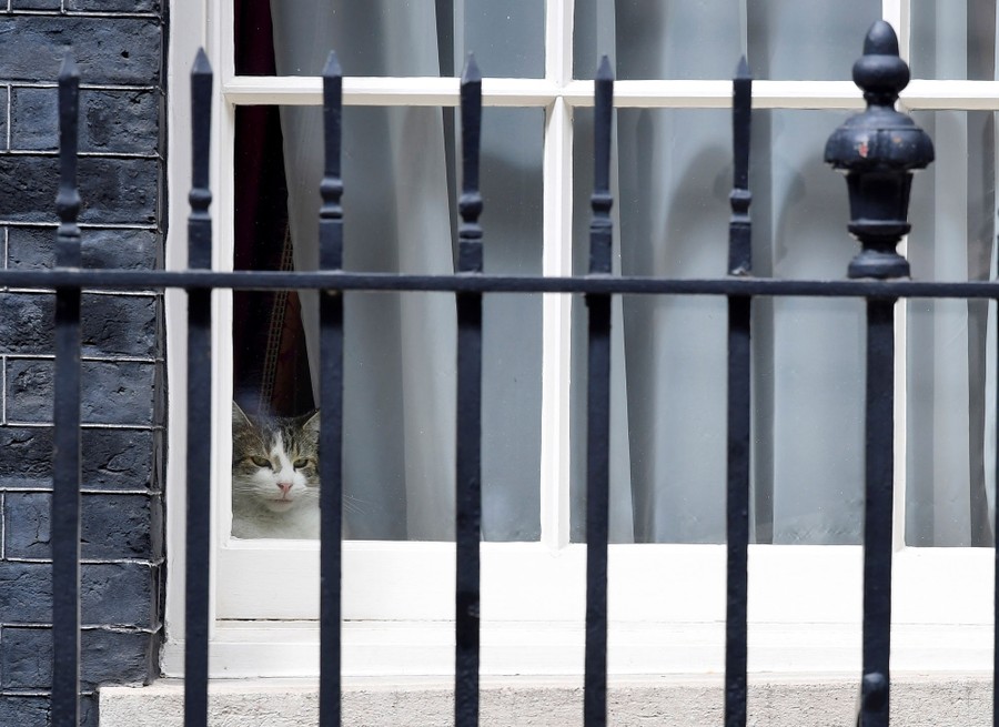 A cat is seen looking through a window.