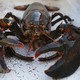 A lobster