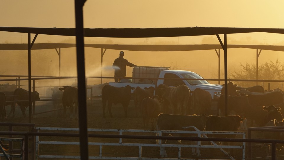 cattle in the haze