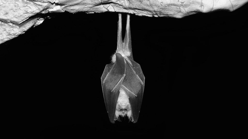 a black-and-white photo of a bat hanging in a cave