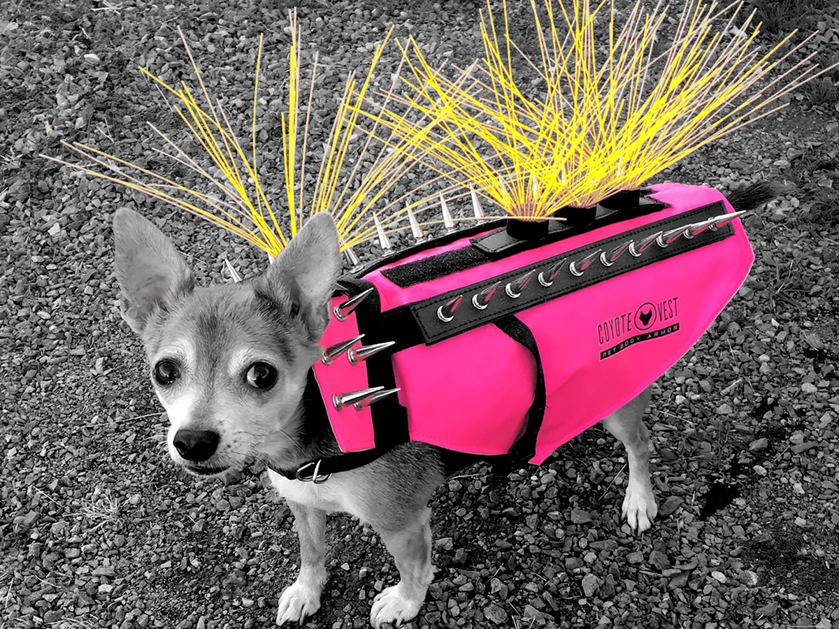  CoyoteVest CoyoteWhiskers Protection Nylon Bristles for  CoyoteVest or SpikeVest Dog Harness Vest, Dog Accessories That Deter Coyote,  Hawk and Raptor Attacks (Set of 4, Pink) : Pet Supplies