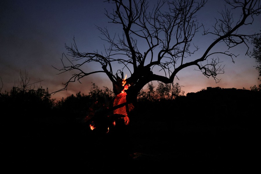 Fire burns inside the trunk of a charred tree at dusk.
