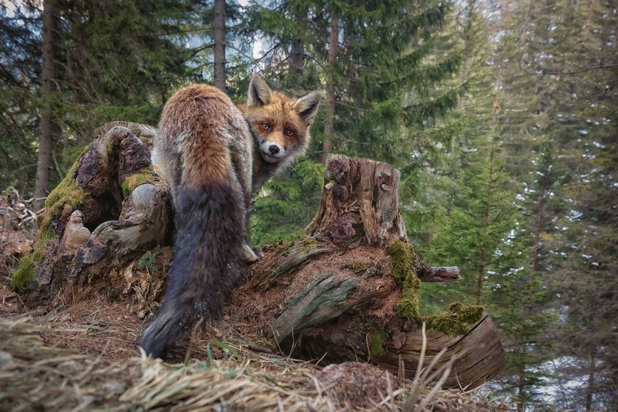 Un renard regarde vers la caméra tout en se tenant dans une forêt.