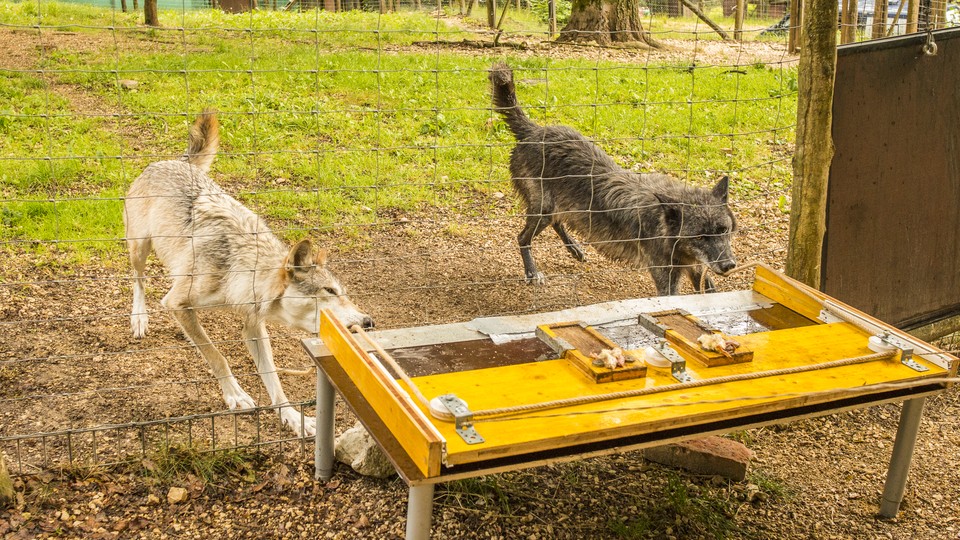 Two wolves interact with a mechanical device.