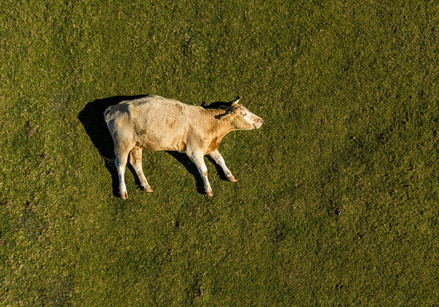 An aerial view of a cow lying on its side in a field.