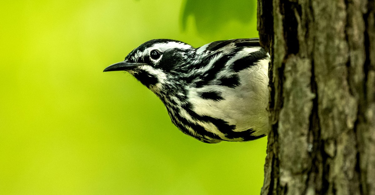 A Bird’s-Eye View in the National Zoo