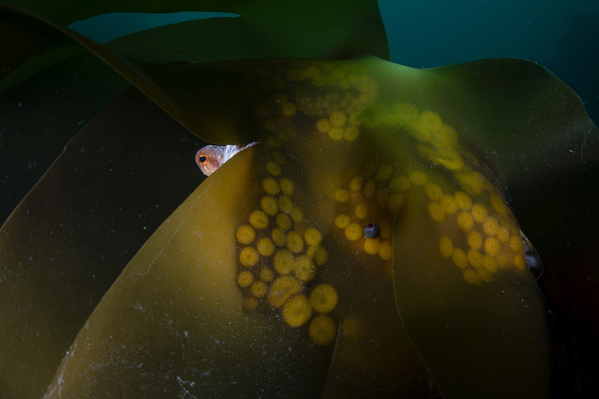 An octopus peers out from behind leafy kelp.