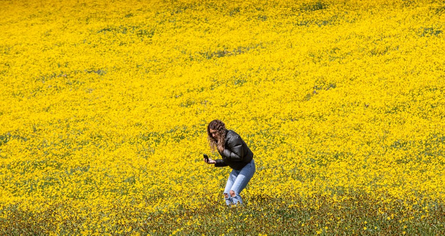A person takes a photo of a field of wildflowers.