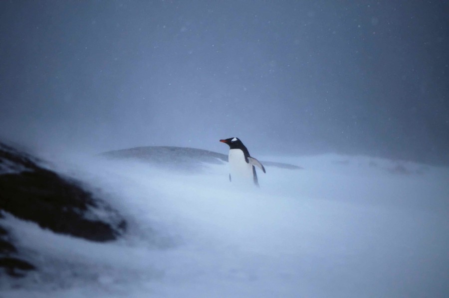 A penguin walks through a storm on snow-covered ground.