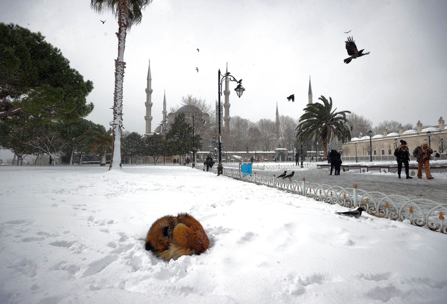 A stray dog sleeps curled up in a snow-covered garden in Istanbul.
