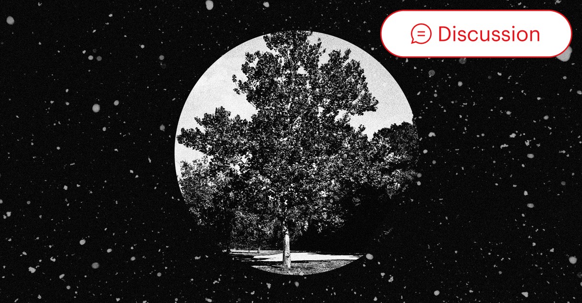 Apollo 14's Moon Trees Are a Living Legacy - The Atlantic