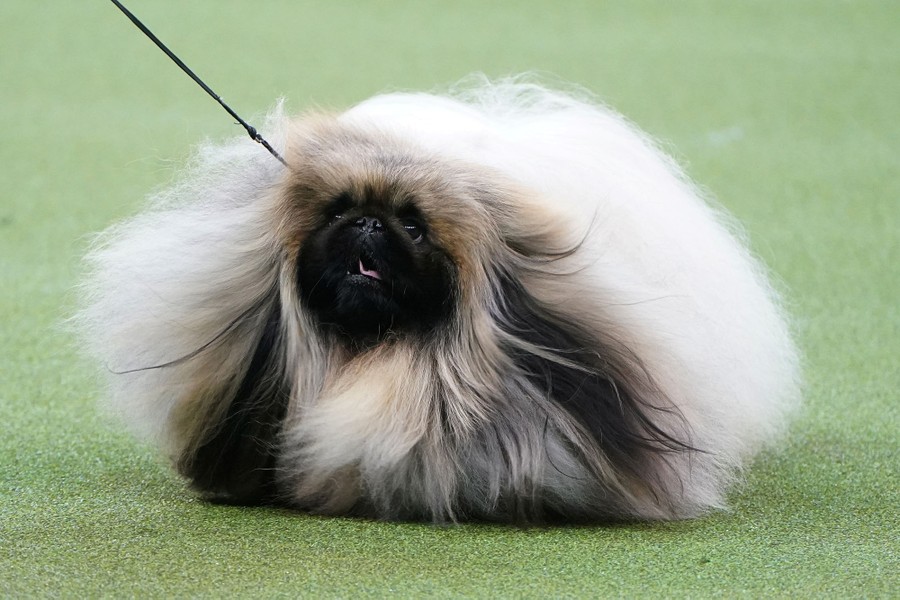 Photos From the 2020 Westminster Dog Show The Atlantic