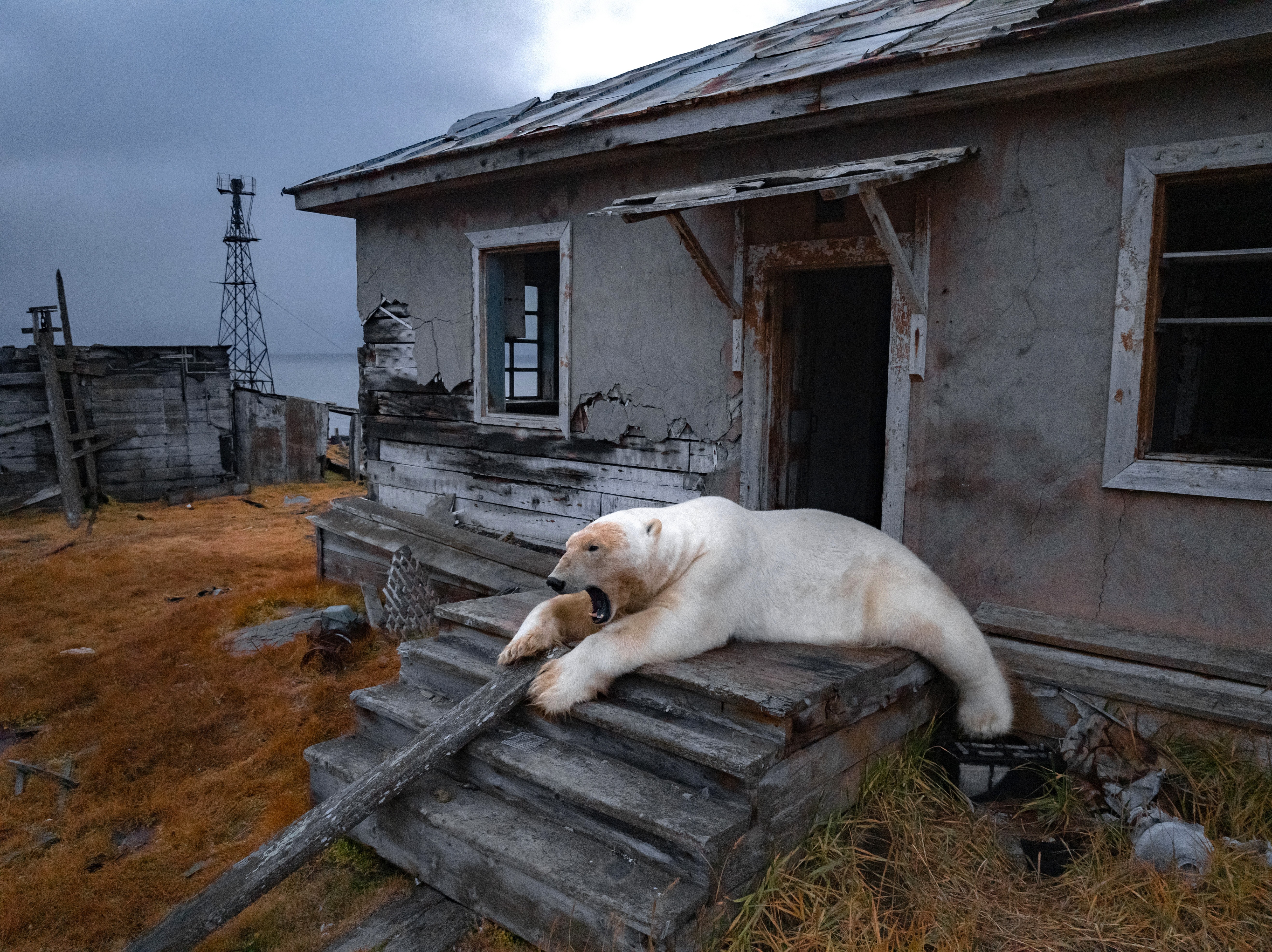 A polar bear yawns on the porch of an abandoned building.