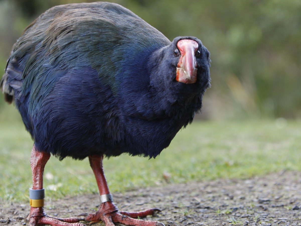 New Zealand's Ambitious Plan to Eliminate Invasive Species ...