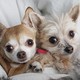 Coconut Bean and Ella Bean, of the Bean family