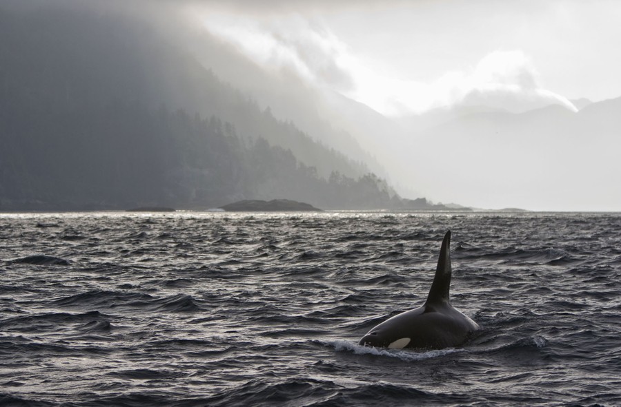 A Photo Appreciation of Whales - The Atlantic