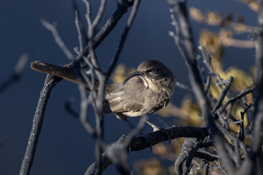 A bird lands on a scorched tree branch.