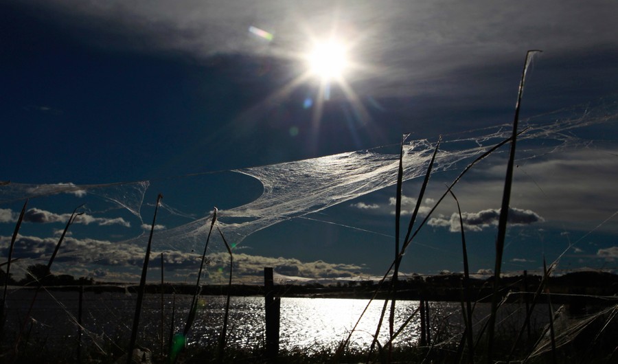 Spiderwebs Blanket Countryside After Australian Floods (Pictures)