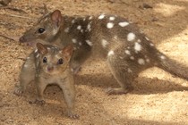 Two brown ferret-like animals with white spots