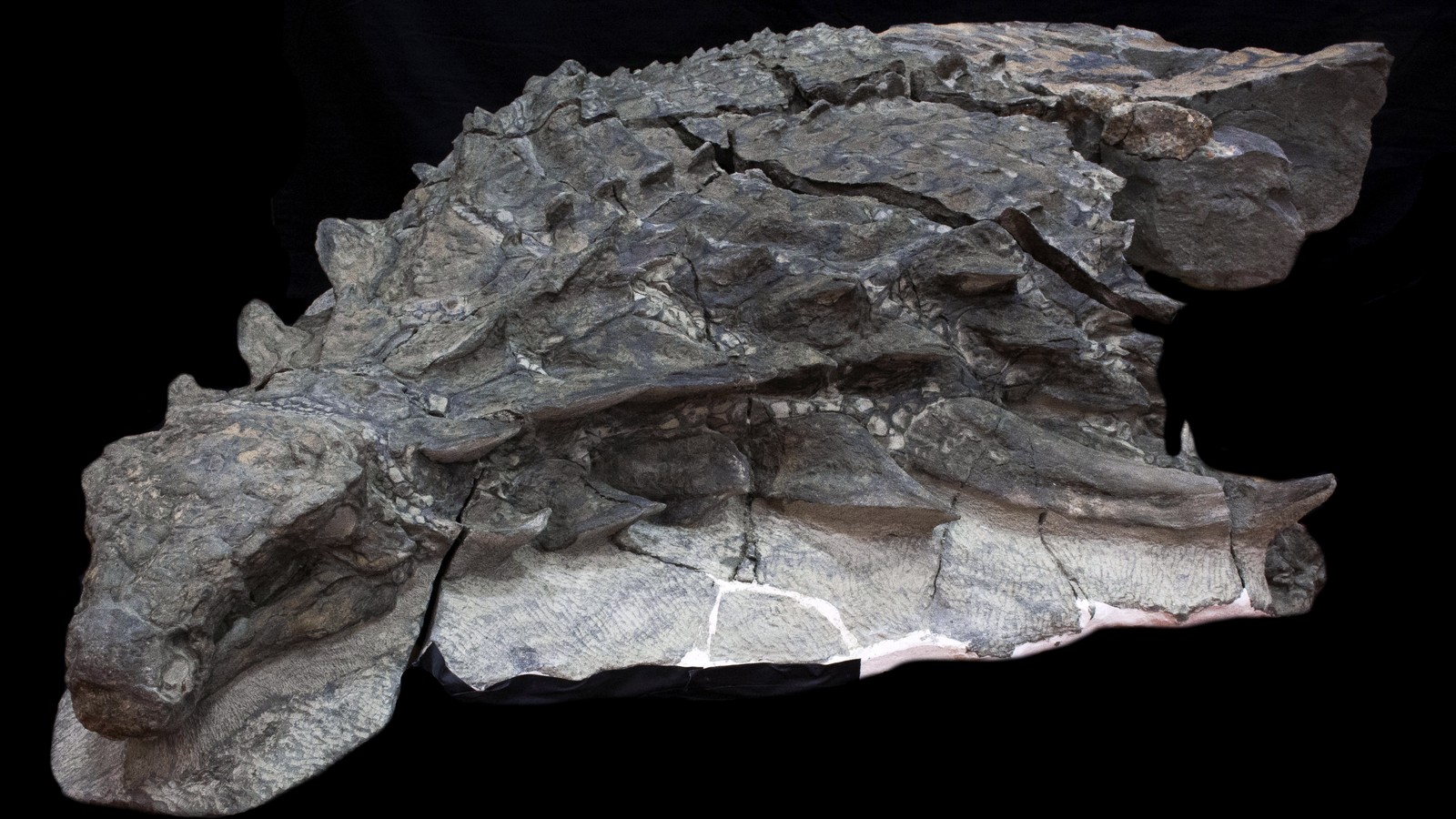 A Dinosaur So Well Preserved It Looks Like A Statue The Atlantic