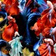 A collage of colorful betta fish